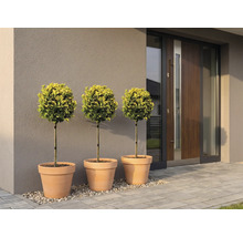 Trois boules de buis dans des pots en terre cuite devant une entrée de maison moderne.