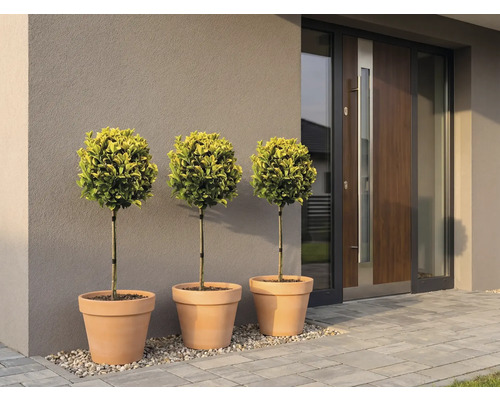 Trois boules de buis dans des pots en terre cuite devant une entrée de maison moderne.