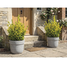 Plantes décoratives en pots devant une porte d'entrée.