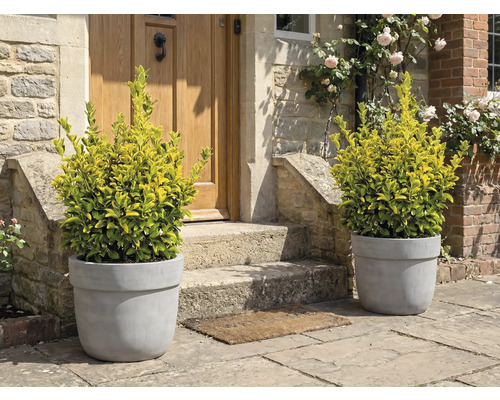 Plantes décoratives en pots devant une porte d'entrée.