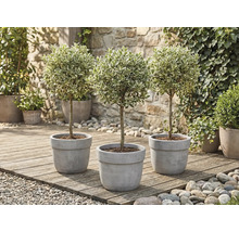 Trois troènes en pot sur une terrasse en bois