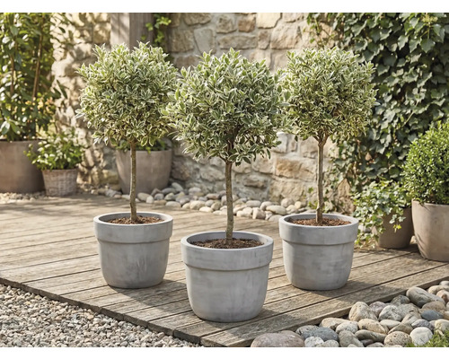 Trois troènes en pot sur une terrasse en bois