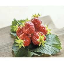 Erdbeeren auf Erdbeerblättern