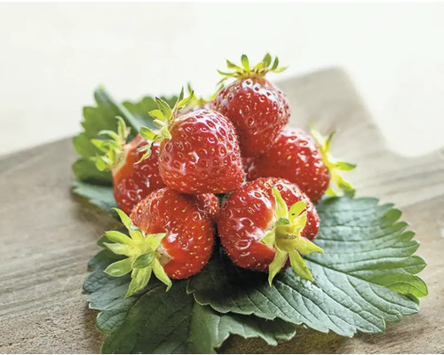 Erdbeeren auf Erdbeerblättern