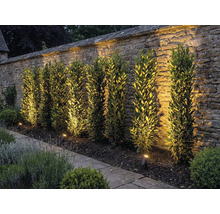 Jardin avec mur en pierre, plantes et éclairage extérieur