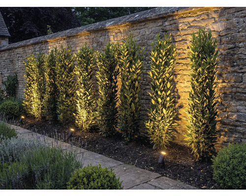 Jardin avec mur en pierre, plantes et éclairage extérieur