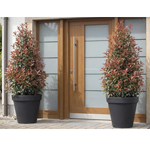 Zwei Glanzmispeln in Pflanzkübeln vor einer Haustür