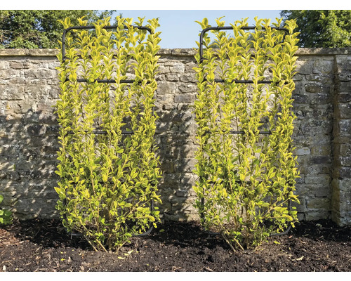 Deux buis avec des treillis devant un mur de pierre