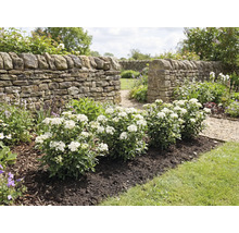 Gartenanlage mit Steinmauer und blühenden Sträuchern