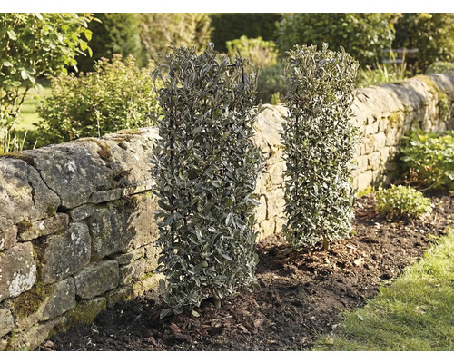 Zwei immergrüne Heckenpflanzen im Garten neben einer Steinmauer.