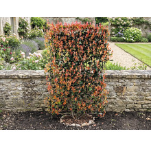 Im Garten steht eine blickdichte Photinia Hecke vor einer Steinmauer.