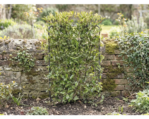 Im Garten steht eine immergrüne Heckenpflanze, die von einem Rankgitter gestützt wird.