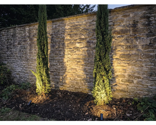 Szene mit zwei Säulenzypressen vor einer Steinmauer und Gartenbeleuchtung