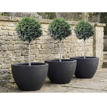 Drei Buchsbäume als Kugel in schwarzen Pflanzgefäßen