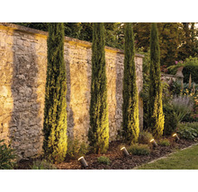 Garten mit italienischen Zypressen und Gartenstrahler zur Beleuchtung einer Steinmauer