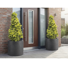 Zwei Kegelbäume in Pflanzgefässen vor einer Haustür