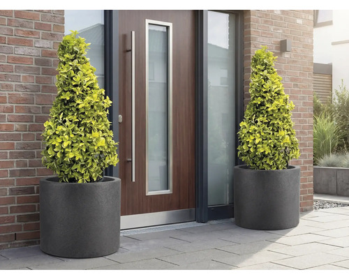 Zwei Kegelbäume in Pflanzgefässen vor einer Haustür