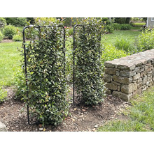 Deux treillis métalliques couverts de feuillage se dressent dans le jardin.