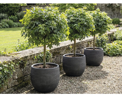 Trois érables globuleux dans des jardinières de jardin.