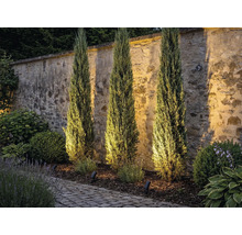 Drei schlanke Zypressen vor einer Steinmauer mit Gartenbeleuchtung