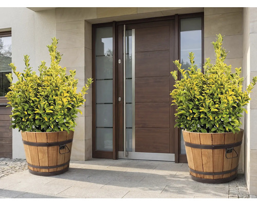 Plantes décoratives dans des cuves en bois devant une porte d'entrée