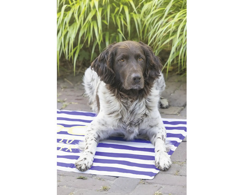 Chien Münsterländer allongé sur une natte de plage rayée