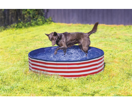 Chien dans une pataugeoire pour chiens à rayures