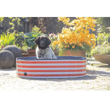 Chien dans une piscine pour chiens à rayures rouges dans le jardin