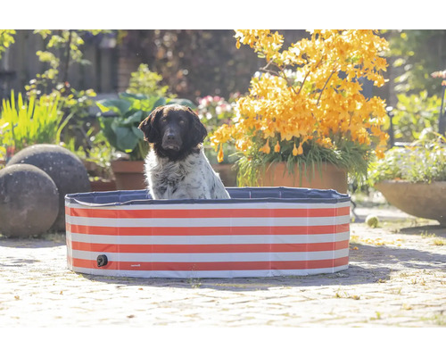 Chien dans une piscine pour chiens à rayures rouges dans le jardin
