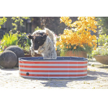 Chien sautant dans une piscine à rayures dans le jardin