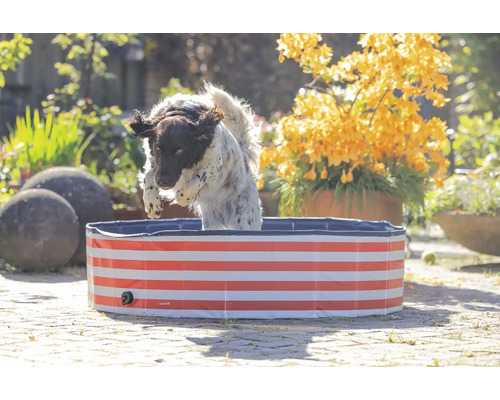 Chien sautant dans une piscine à rayures dans le jardin