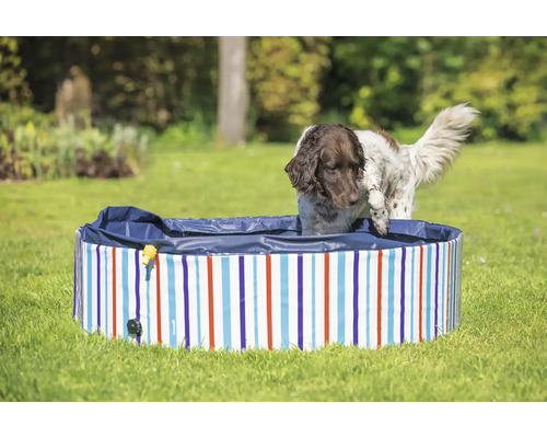 Chien entrant dans une piscine pour chien rayée sur une pelouse