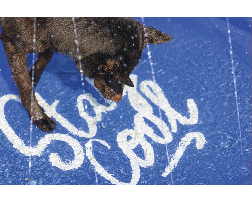 Chien buvant de l'eau dans une piscine