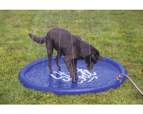 Chien dans une pataugeoire ronde avec des arroseurs d'eau sur une pelouse