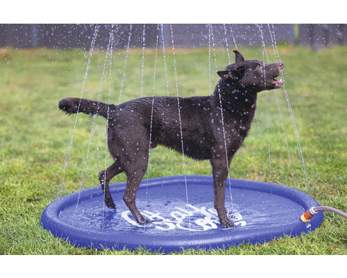 Chien se tenant sur un tapis de jeu d'eau pour chiens