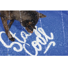Chien buvant de l'eau dans une piscine