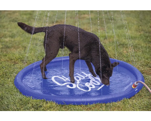 Un chien boit dans une pataugeoire-douche bleue dans le jardin.