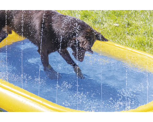 Un chien patauge dans une pataugeoire jaune.