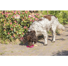 Un chien mange des friandises sur un tapis d'alimentation dans le jardin.
