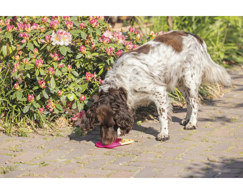 Un chien mange des friandises sur un tapis d'alimentation dans le jardin.