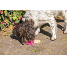 Un chien renifle une sandale rose et jaune sur un chemin pavé.