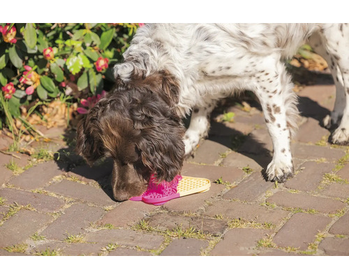 Un chien renifle une sandale rose et jaune sur un chemin pavé.