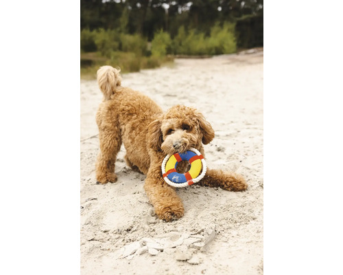 Chien avec jouet pour chien dans la gueule