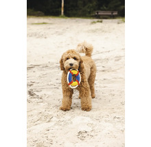 Un chien bouclé tient un jouet en forme de bouée de sauvetage dans sa gueule