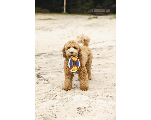 Un chien bouclé tient un jouet en forme de bouée de sauvetage dans sa gueule