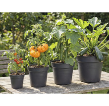 Verschiedene Gemüsesorten wie Tomaten, Kürbisse, Gurken und Zucchini in Töpfen auf einem Tisch