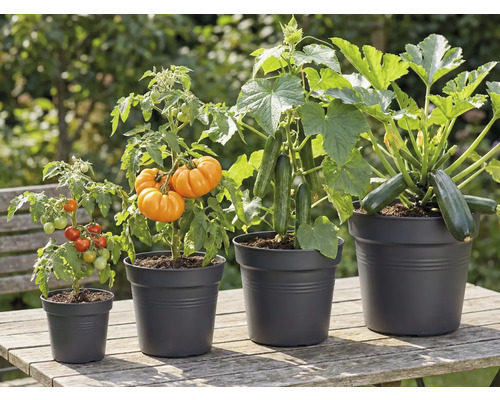 Verschiedene Gemüsesorten wie Tomaten, Kürbisse, Gurken und Zucchini in Töpfen auf einem Tisch