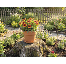 Pot de fleurs en terre cuite avec des soucis sur une souche d'arbre dans un jardin.