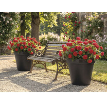Jardin avec banc et deux pots de fleurs avec des roses rouges