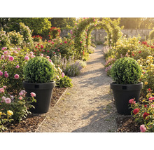 Allée de jardin avec arche de roses et deux pots de fleurs avec boules de buis